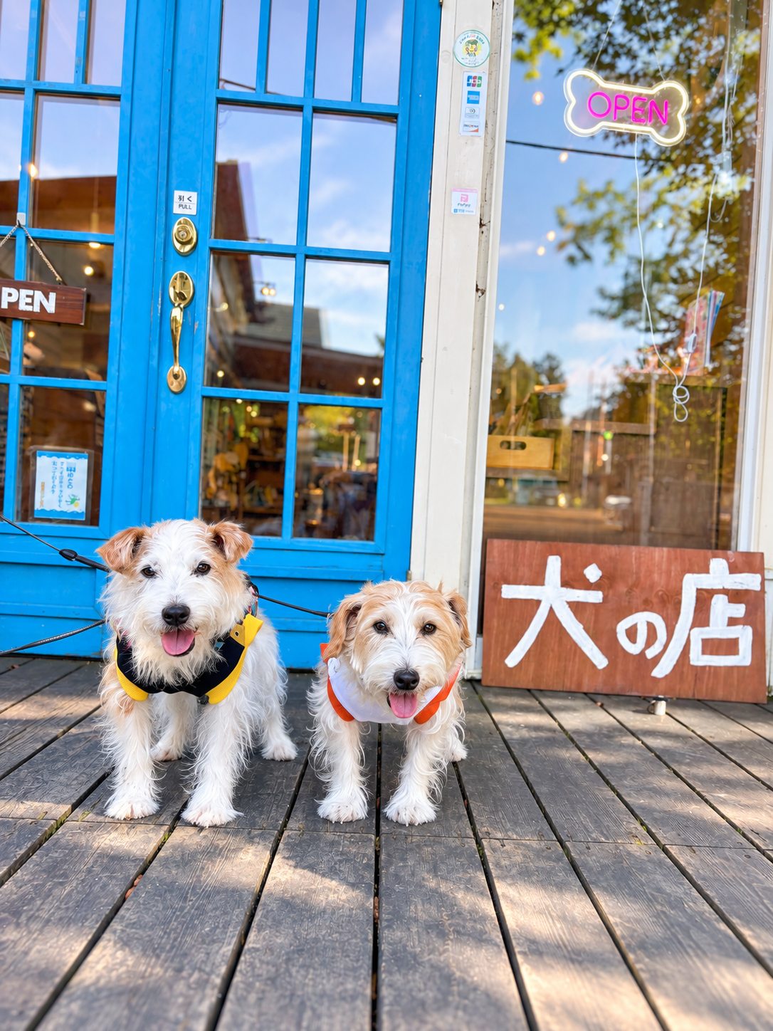 青い扉と「犬の店」の看板の前に並ぶ2頭のジャックラッセルテリア