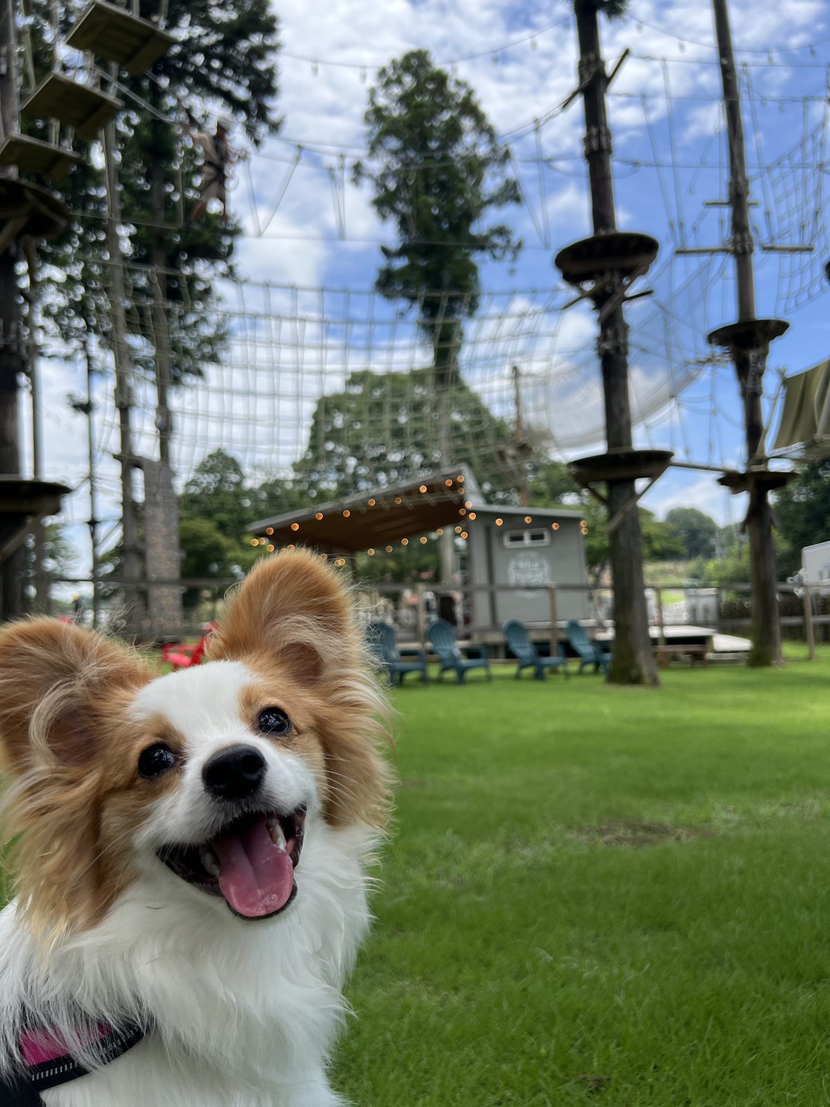 空中アスレチックを背にカメラをのぞきこむ犬