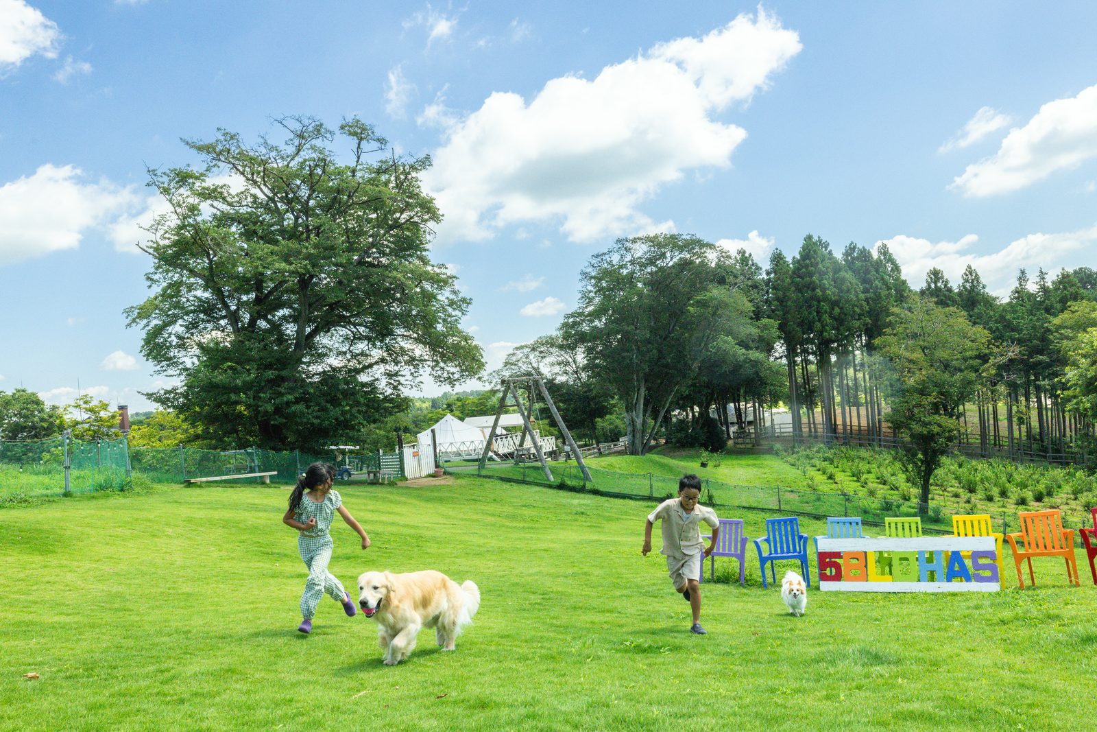 木々に囲まれた広大な芝のドッグランを走る犬たち