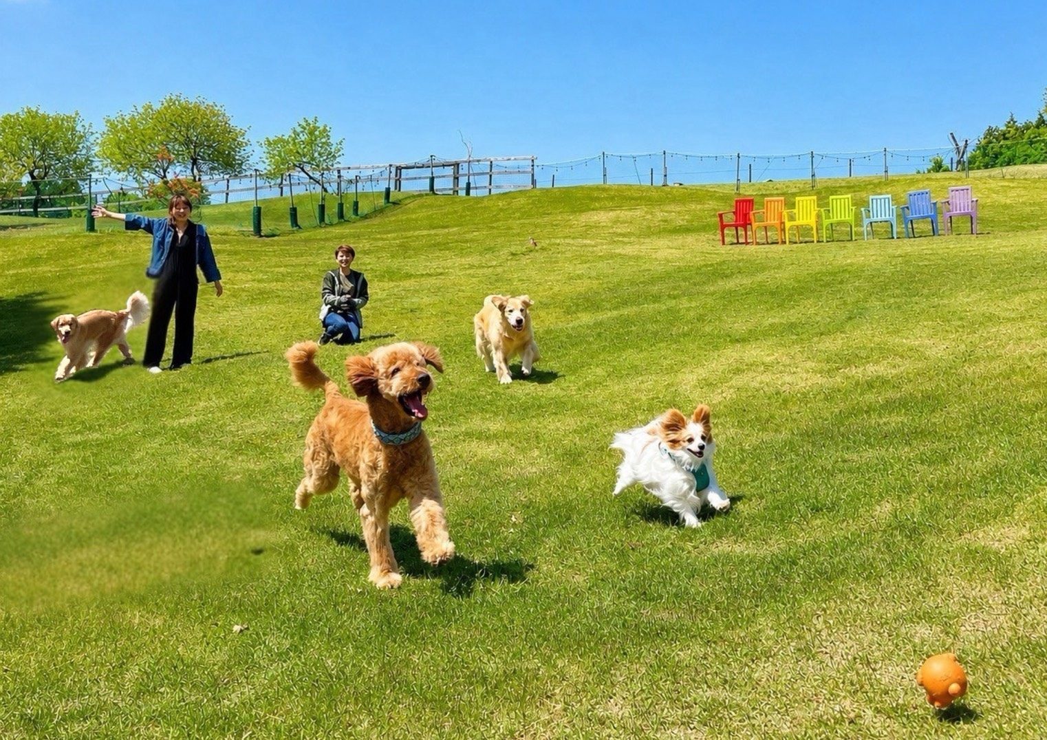 芝のドッグランで遊ぶ犬たちと飼い主さん