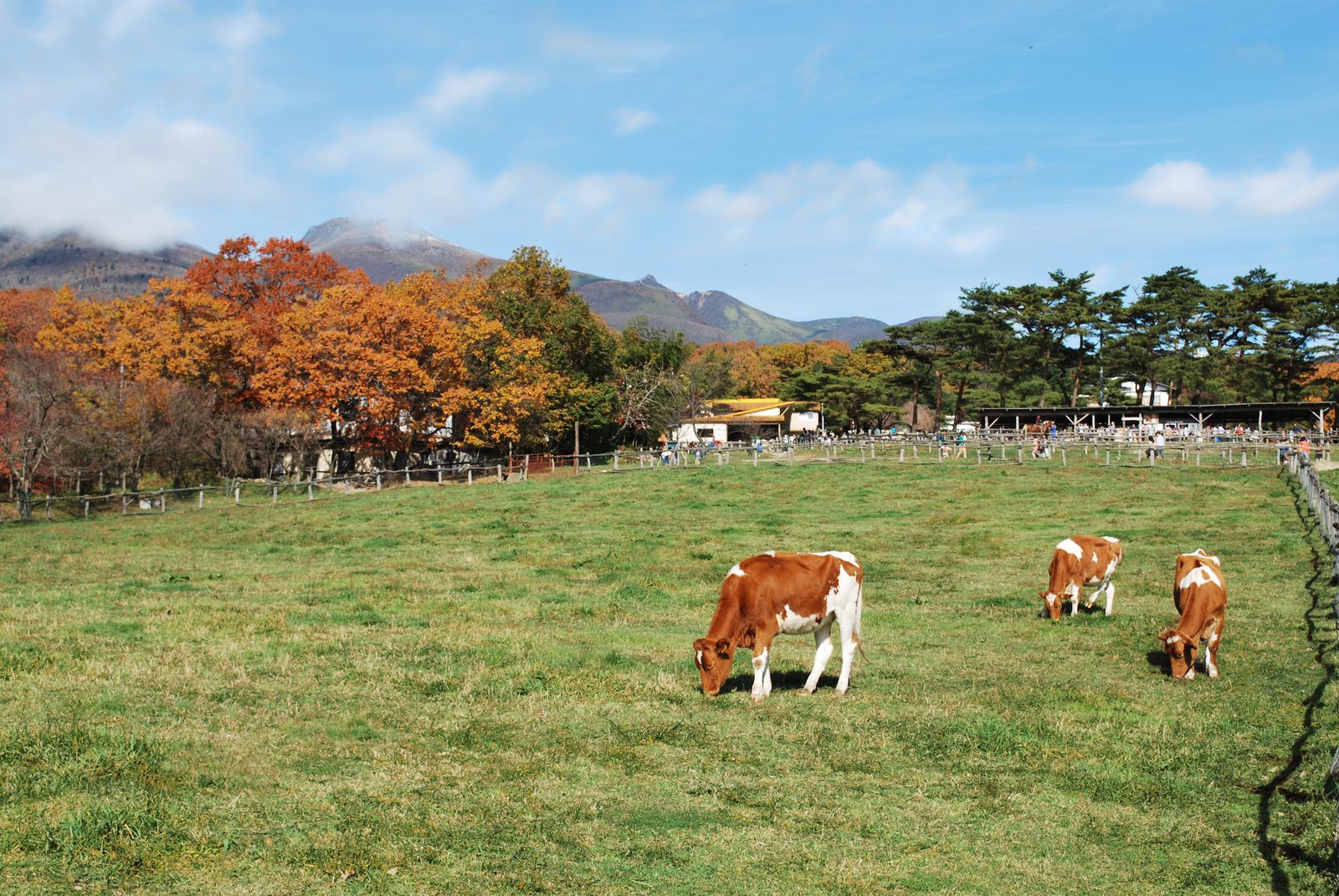 紅葉した木々と那須連山を背にした秋の放牧場