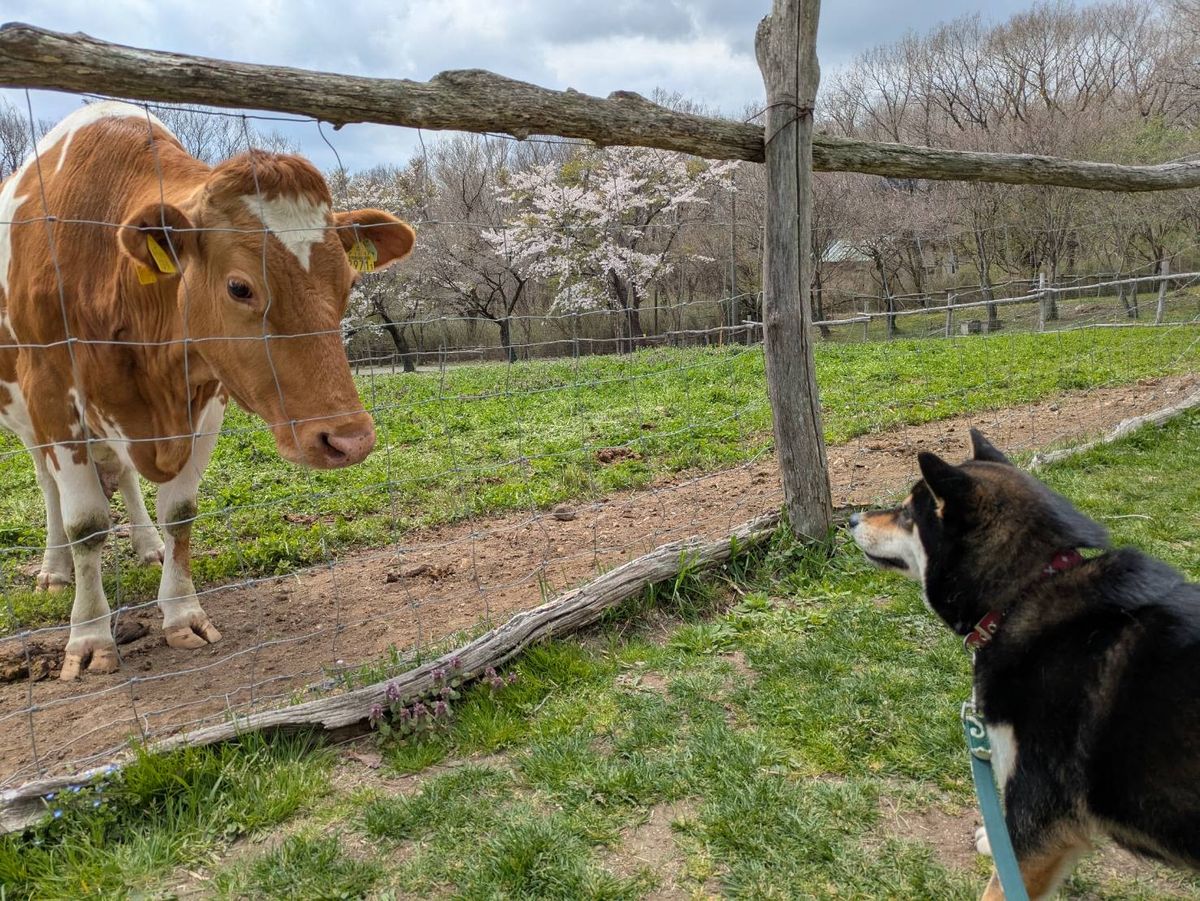 牧柵ごしに向き合う愛犬と牛