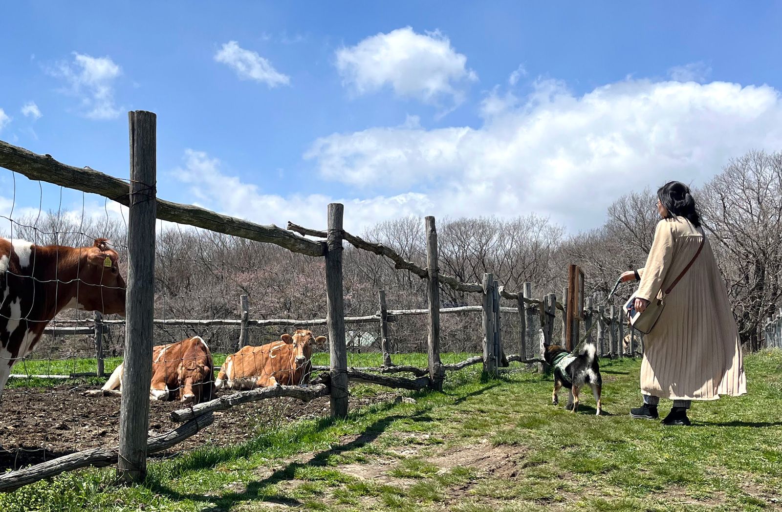 牧柵ごしに牛をながめる愛犬と飼い主