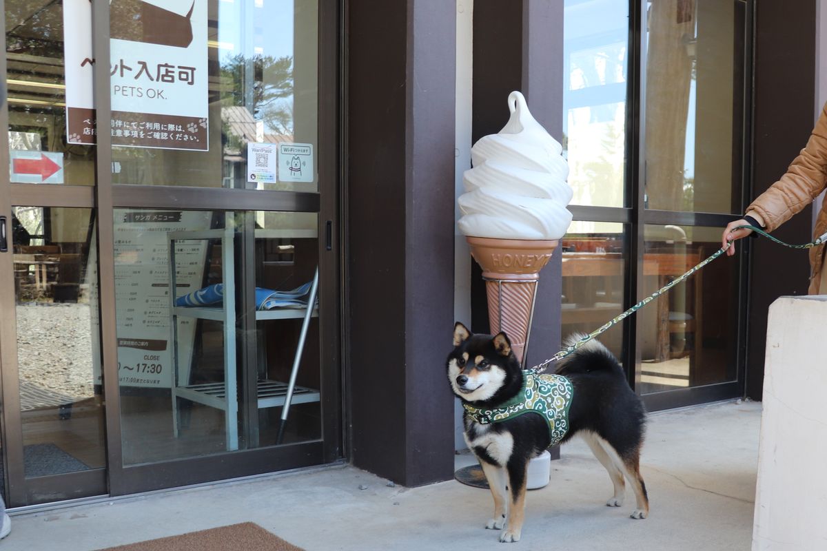 「ペット入店可」の表示が出た店先に立つ柴犬