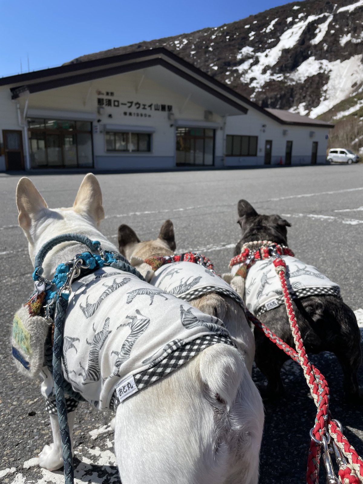 山頂駅の前に並ぶ3頭のフレンチブルドッグ