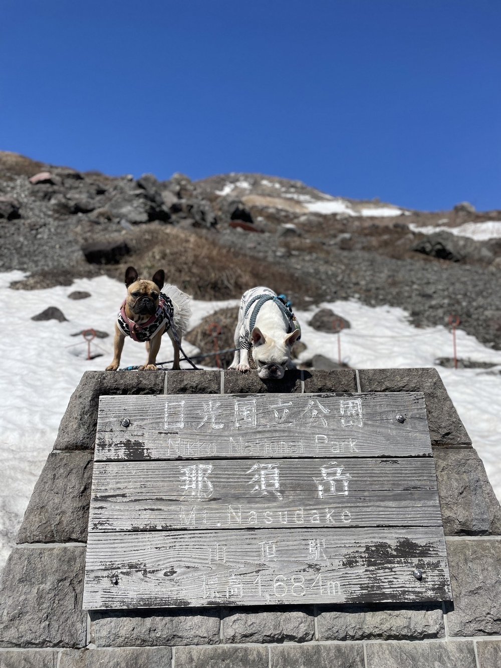 「那須岳 山頂駅 標高1,684m」の標識に乗る犬たち