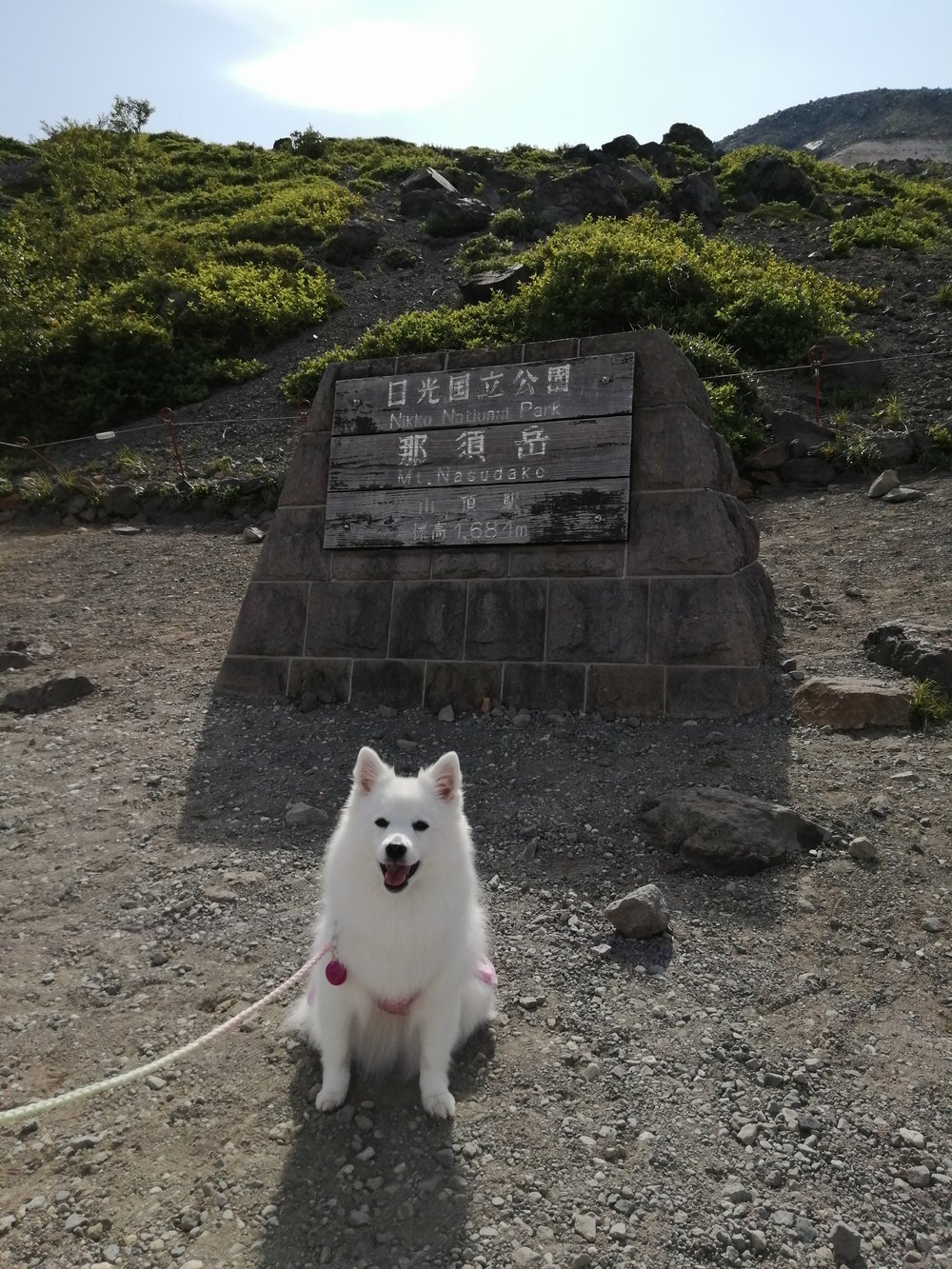 那須岳山頂駅の標識の前に座る白い犬