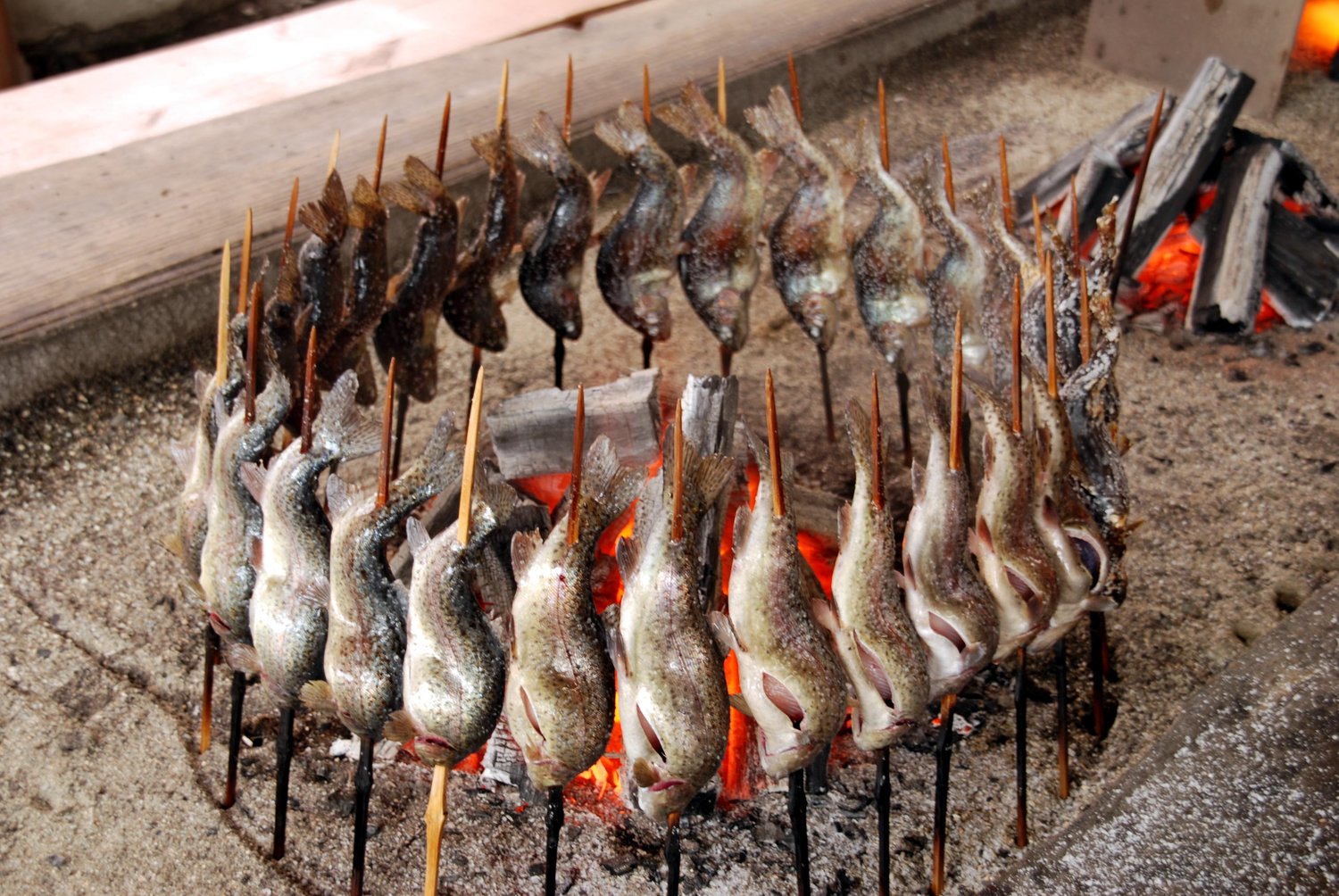 炭火のまわりに串刺しの川魚がぐるりと並ぶ様子