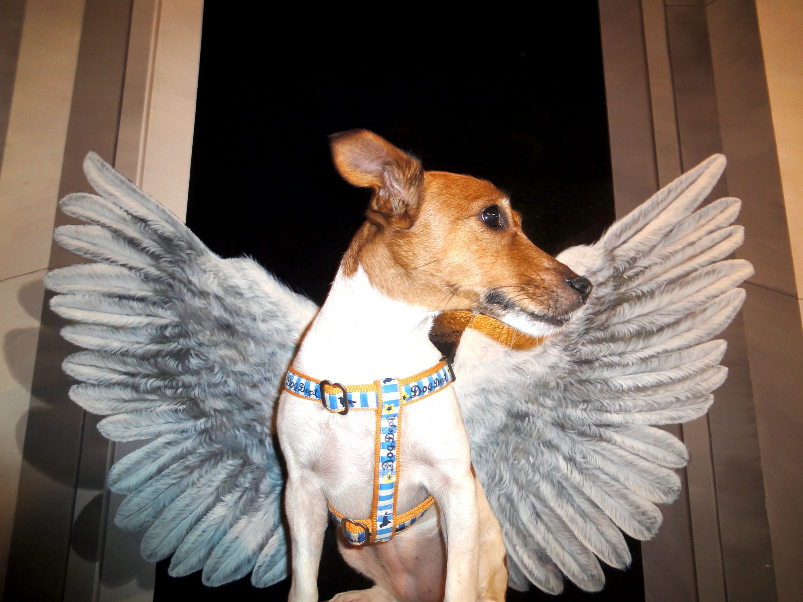 天使の羽の作品の前で撮影する愛犬