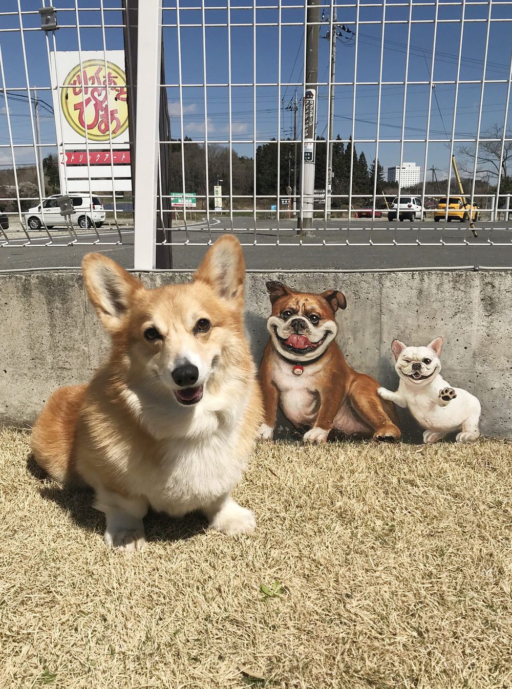 那須とりっくあーとぴあの屋外でくつろぐコーギー
